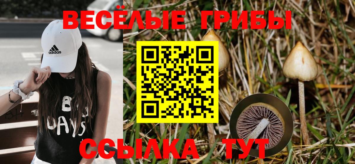 Галлюциногенные грибы Psilocybine cubensis Свободный
